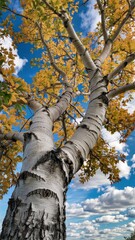 Fototapeta premium Spiraled white birch with golden leaves under vivid sky and clouds