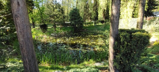 The picture shows a quiet forest pond surrounded by trees and bushes. The water is covered with duckweed and reflects the greenery of the surrounding nature.