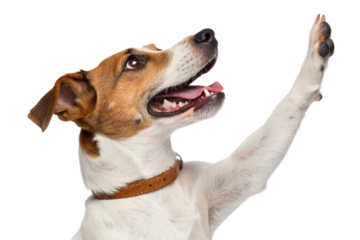 Funny dog with raised high paw showing high five gesture, isolated on transparent background - generated by ai