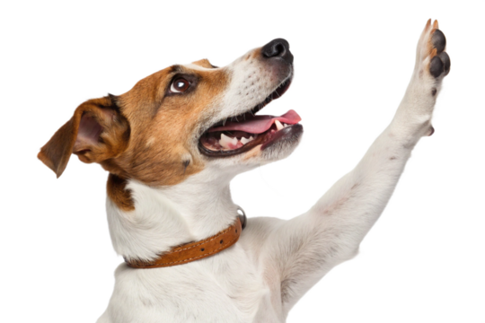 Funny dog with raised high paw showing high five gesture, isolated on transparent background - generated by ai
