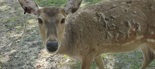 The photo shows a deer standing behind a fence. He is in the shadows, and grass and trees are...