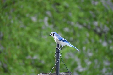 blue Jay in backyard