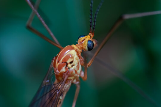 Close up shot of Crane fly on the leaf memeber of dipteran superfamily Tipuloidea,