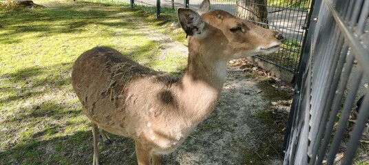 The photo shows a deer standing near a metal fence. He is in the shadows, and grass and trees are visible in the background. © MARIA