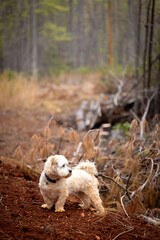 lhasa apso in woods