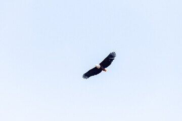Telephoto shot of an African Fish Eagle - Haliaeetus vocifer- circling over the Okavango Delta,...