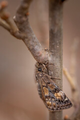 camouflaged bug on branch