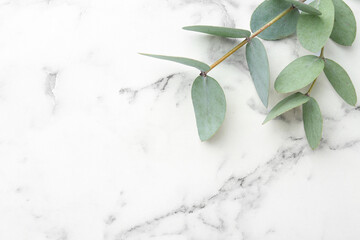 Beautiful eucalyptus branches on white marble table, top view. Space for text