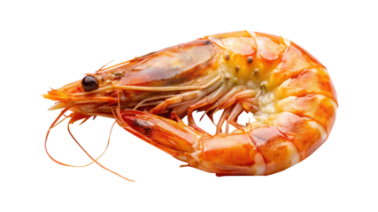 Closeup of a Cooked Single Large Shrimp Isolated on transparent background Showing Detail and Texture