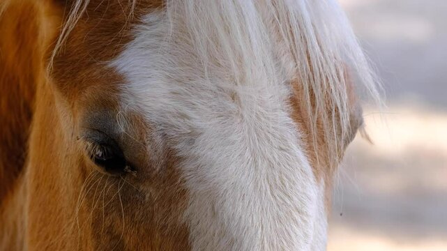 Flies flying around the horse's eye