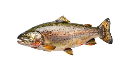 Naklejka premium Closeup view of a whole fresh raw trout fish isolated on transparent background