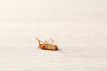 One cockroach on wooden table, closeup. Space for text