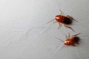 Two cockroaches on light grey table, flat lay. Space for text
