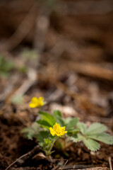 yellow flower on the ground