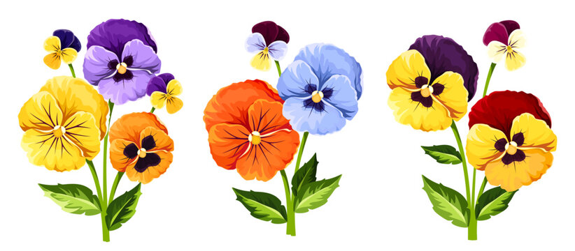 Colorful pansy flowers. Set of vector illustrations