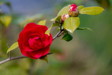 Selective focus of Camellia japonica with green leaves in the garden, Red japanese camellia flowers...