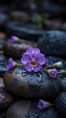 Purple flower with golden center on wet stone with subdued natural lighting