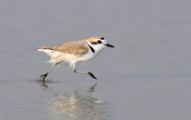 Snowy plover (Anarhynchus nivosus) running at the ocean beachduring migration, Galveston, Texas, USA.