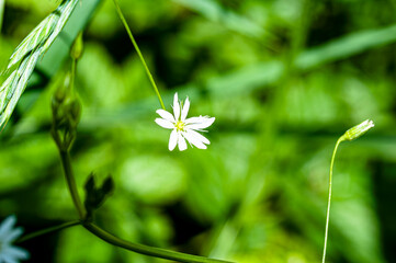 Close-up of a small white wildflower blooming in a lush green meadow. Natural background with vibrant green tones and soft focus. Peaceful and simple nature beauty.
