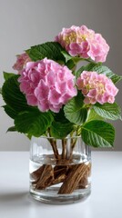 Pink Hydrangea blossoms arranged in clear glass vase filled with water and bark, displayed as floral home decoration.