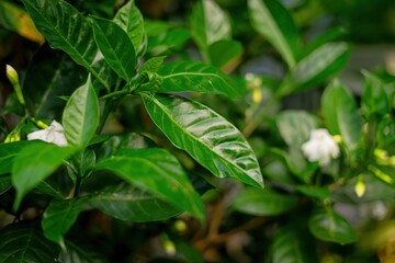 
Fresh green gardenia leaves with white flower buds, capturing lush natural beauty and potential blooms.