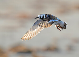 Ruddy turnstone (Arenaria interpres) flying over the sandy beach, Galveston, Texas, USA.