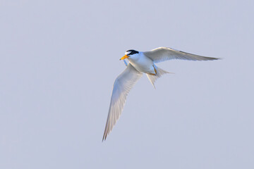 Least tern (Sternula antillarum) flying over ocean with a caught little fish, Galveston, Texas, USA.
