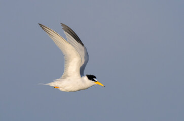 Least tern (Sternula antillarum) flying in blue sky, Galveston, Texas, USA.