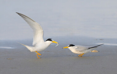 Least tern (Sternula antillarum) courtship, male feeding female with a little fish at the ocean beach at the evening, Galveston, Texas, USA.
