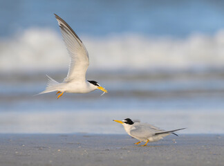 Least tern (Sternula antillarum) courtship, male feeding female with a little fish at the ocean beach at the evening, Galveston, Texas, USA.