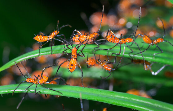 Multiple nymphs of the Eastern leaf-footed bug (Leptoglossus phyllopus) from one brood on saga palm leaf, Galveston, Texas, USA.