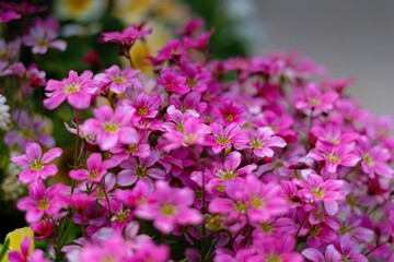 pink flowers in the garden