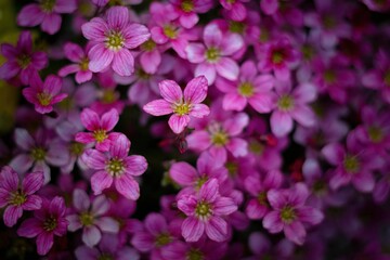 pink flowers in the garden