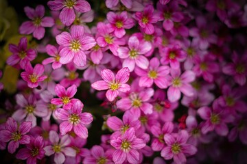pink flowers in the garden