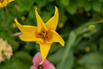yellow flower