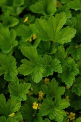 green leaves in the garden