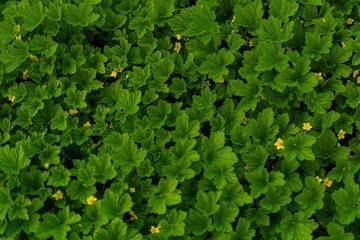 green leaves background