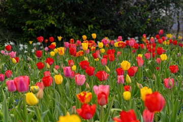 field of tulips
