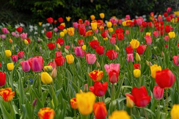 red and yellow tulips