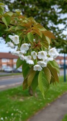 Delicate white blossoms grace a tree branch in spring, with fresh green and bronze leaves, set against a residential background.