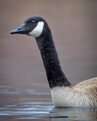 Close-up of Canada Goose head and neck