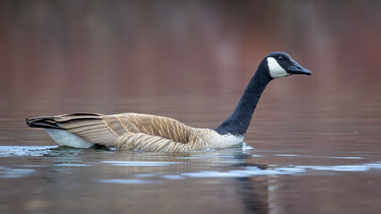 Canada Goose swimming with neck outstretched