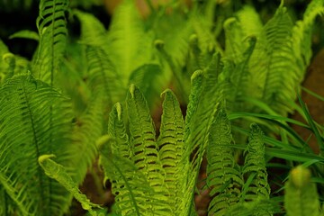 green fern leaves