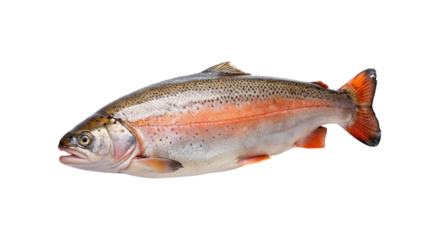Freshwater Rainbow Trout Fish Isolated on transparent background Detailed View of a Whole Raw Fish Ready for Cooking or Sale