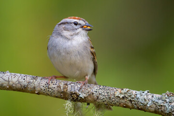 Chipping Sparrow bird perched on tree branch