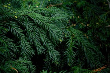 green pine needles