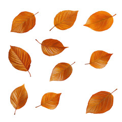 Autumn Leaves Pattern