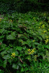 green moss on the stone