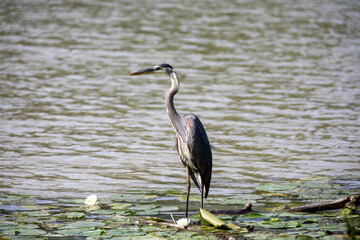 A great blue heron in Ontario on the North Sydenham River near Wallaceburg, ON.