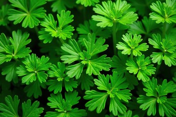 Close-up of parsley leaves forming a repeating pattern, closeup, herb, simple